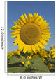 Sunflower Wall Mural