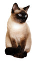 Siamese Cat With Bright Blue Eyes Wall Decal