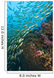 School Of Bigeye Snappers Wall Mural