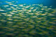 Schooling Bigeye Snappers Wall Mural