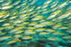 Schooling Bigeye Snappers Wall Mural
