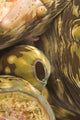 Giant Clam And Goby Fish Wall Mural