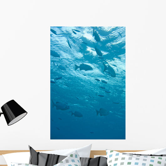 Fish Underwater Wall Mural