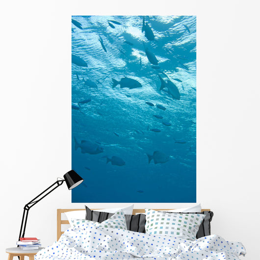 Fish Underwater Wall Mural