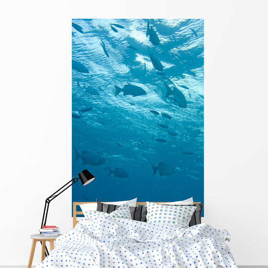 Fish Underwater Wall Mural