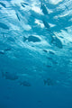 Fish Underwater Wall Mural
