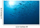 Blue Fusiliers, Similan National Marine Park, Thailand Wall Mural