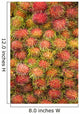 Rambutan, Central Market, Kuala Lumpur, Malaysia Wall Mural