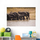 African Elephant Wall Mural