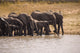 African Elephant Wall Mural