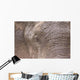 African Elephant Wall Mural