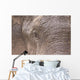 African Elephant Wall Mural