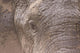 African Elephant Wall Mural