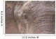 African Elephant Wall Mural