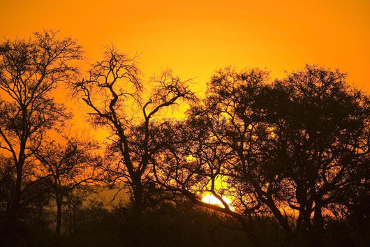 Sunset, Sabi Sand Reserve, Mpumalanga, South Africa, Africa Wall Mural