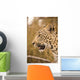 Leopard Wall Mural
