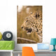 Leopard Wall Mural
