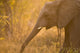African Elephant Wall Mural