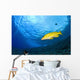 Yellowtail Snapper, Molokini Crater, South Maui, Hawaii, Usa Wall Mural