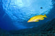 Yellowtail Snapper, Molokini Crater, South Maui, Hawaii, Usa Wall Mural