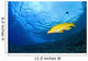 Yellowtail Snapper, Molokini Crater, South Maui, Hawaii, Usa Wall Mural