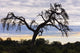 Camel Thorn Tree, Tanzania, Africa Wall Mural