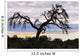 Camel Thorn Tree, Tanzania, Africa Wall Mural