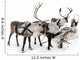 Four Reindeers
