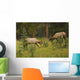 Bull Elk Fighting, Banff National Park, Banff, Alberta, Canada Wall Mural