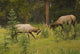Bull Elk Fighting, Banff National Park, Banff, Alberta, Canada Wall Mural