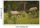 Bull Elk Fighting, Banff National Park, Banff, Alberta, Canada Wall Mural