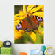 Peacock Butterfly Wall Mural
