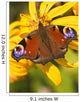Peacock Butterfly Wall Mural
