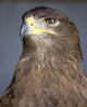 Golden Eagle Wall Mural