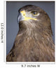 Golden Eagle Wall Mural