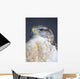 Ferruginous Hawk Wall Mural