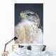 Ferruginous Hawk Wall Mural