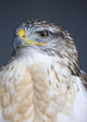 Ferruginous Hawk Wall Mural