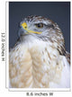 Ferruginous Hawk Wall Mural