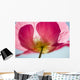 Pink Shirley Poppy Wall Mural