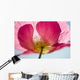 Pink Shirley Poppy Wall Mural