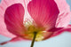 Pink Shirley Poppy Wall Mural