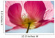 Pink Shirley Poppy Wall Mural