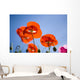 Shirley Poppies Wall Mural