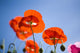 Shirley Poppies Wall Mural
