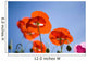 Shirley Poppies Wall Mural