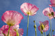 Shirley Poppies Wall Mural