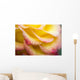 Dew Drops On A Rose Wall Mural