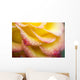Dew Drops On A Rose Wall Mural