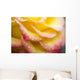Dew Drops On A Rose Wall Mural